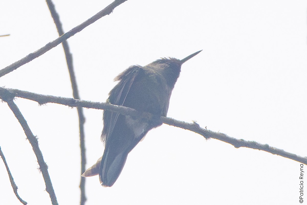 Tyrian Metaltail - ML644341630