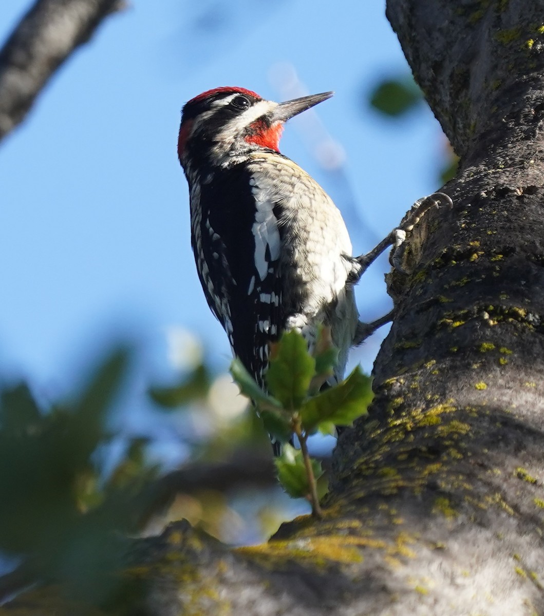 Rotnacken-Saftlecker - ML644341636