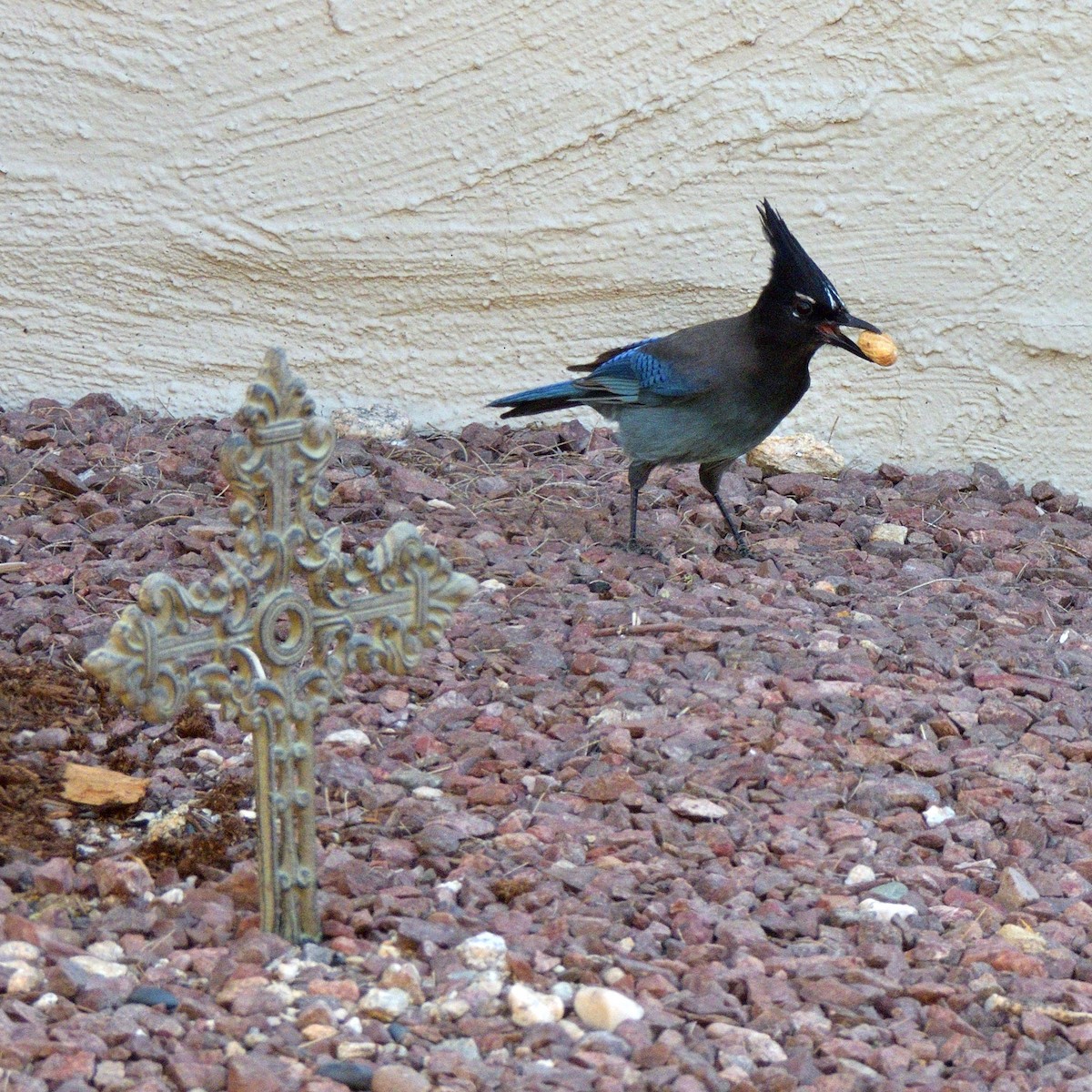 Steller's Jay - ML644341638
