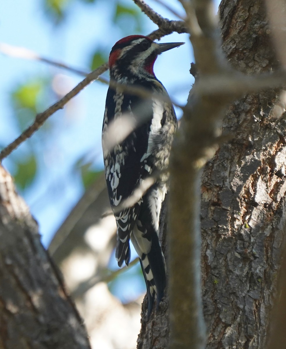 Rotnacken-Saftlecker - ML644341639