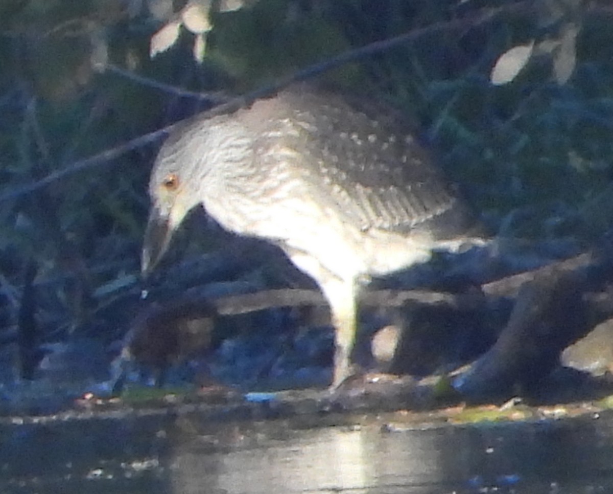 Sarı Tepeli Gece Balıkçılı - ML644341642