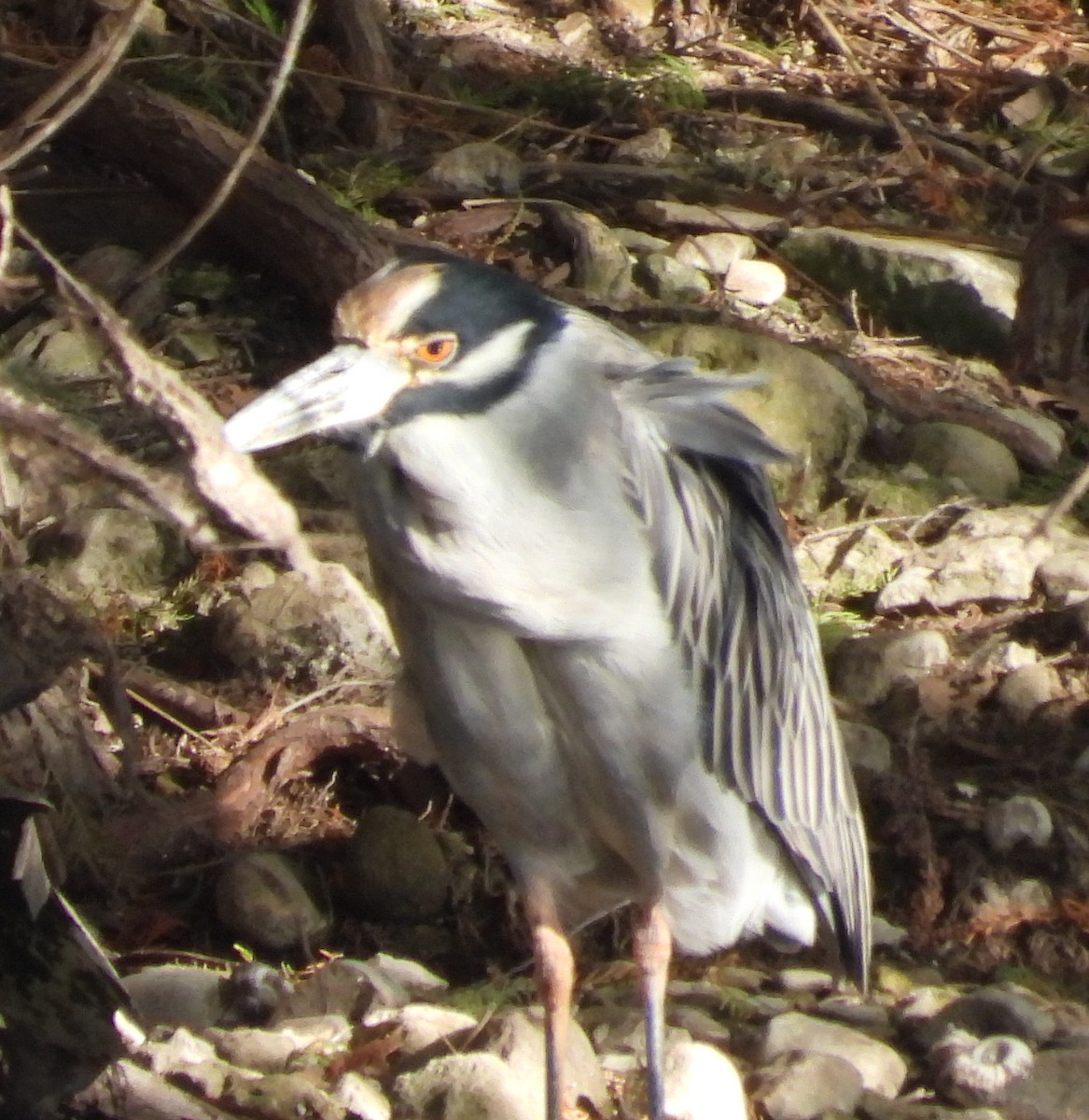 Sarı Tepeli Gece Balıkçılı - ML644341643