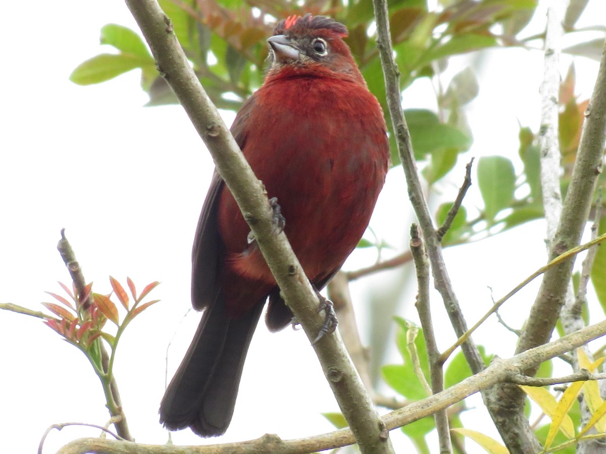 Araguira rougeâtre - ML644341658