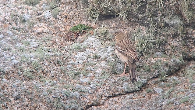 Ойн шийхнүүхэй - ML644341659