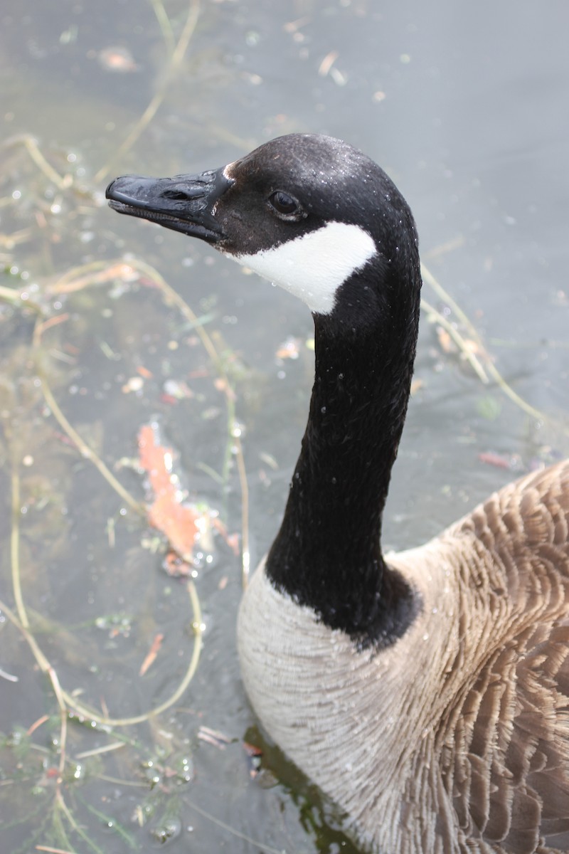 Канад галуу - ML644341661