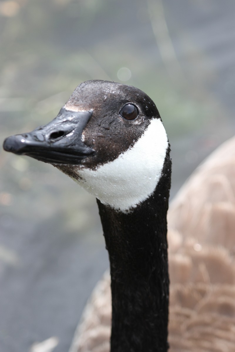 Канад галуу - ML644341662