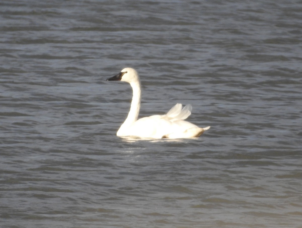 Tundra Swan - ML644341665