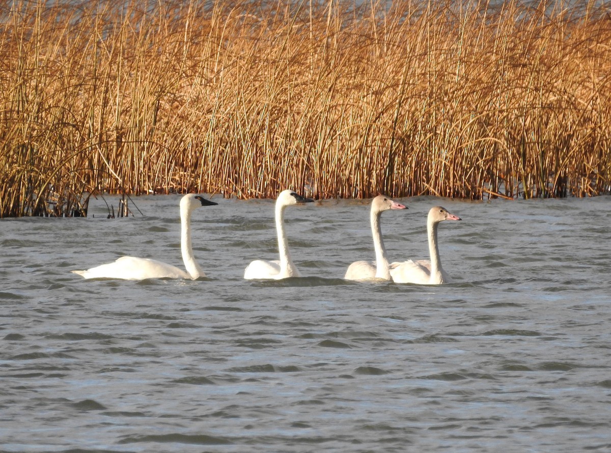 Tundra Swan - ML644341666