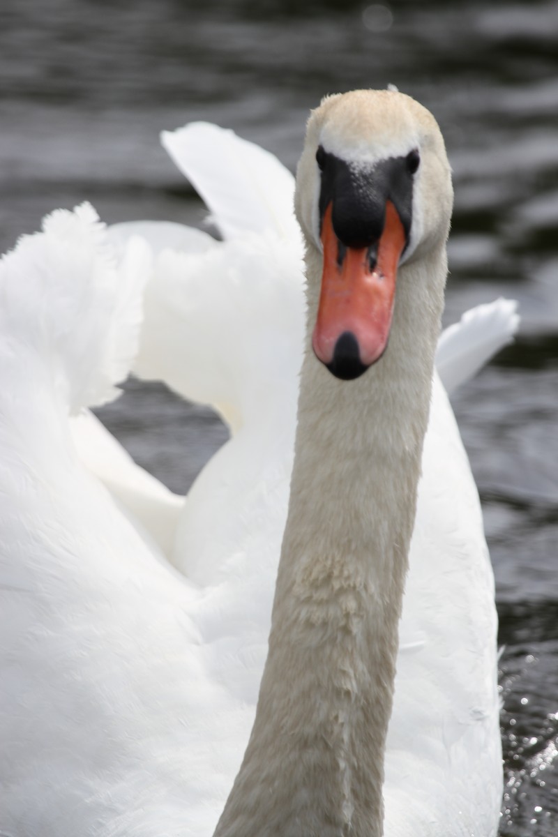 Хуруут хун - ML644341685