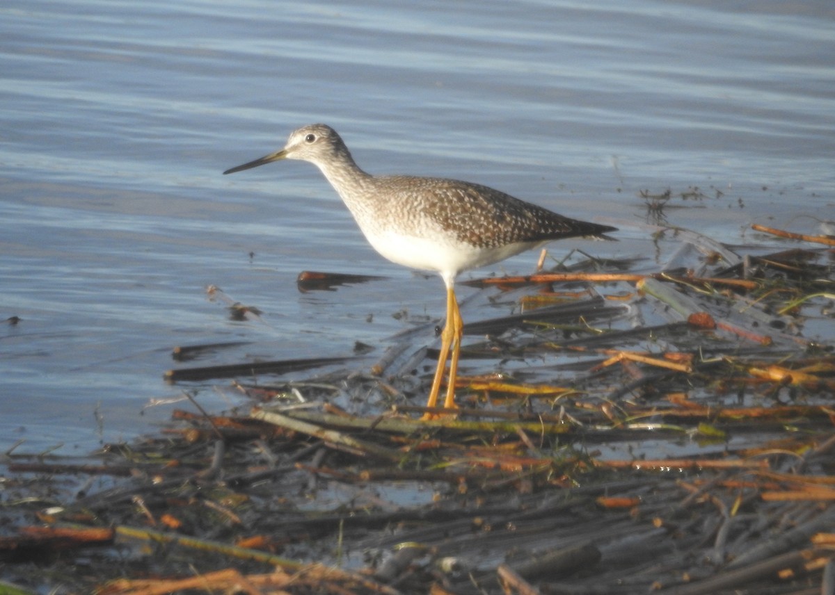 Greater Yellowlegs - ML644341687