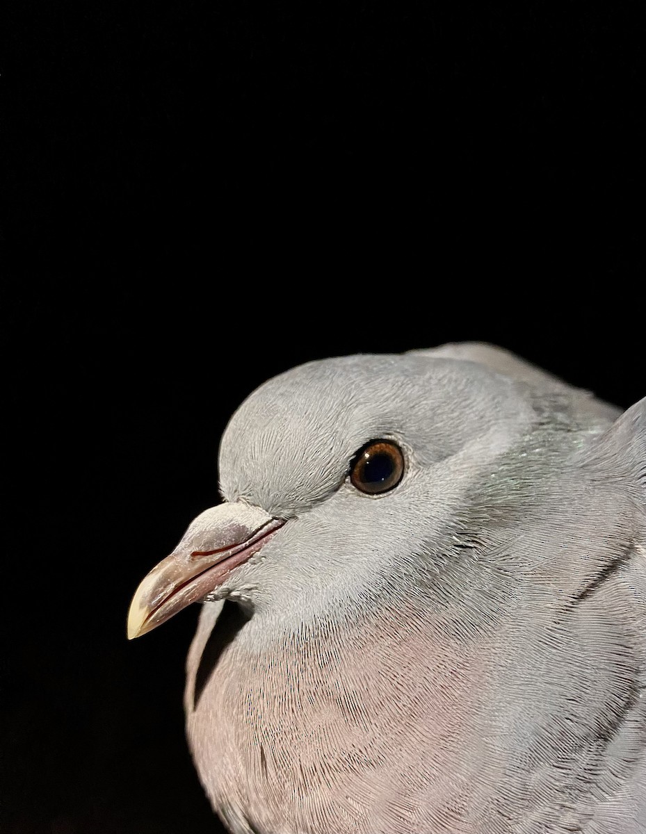 skogdue - ML644341688