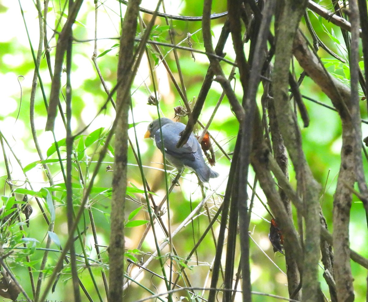 Slate-colored Seedeater - ML644341692