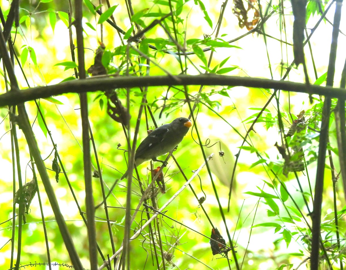 Slate-colored Seedeater - ML644341693
