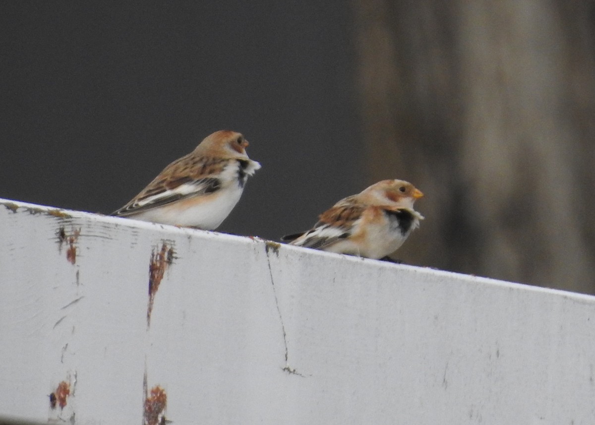 Snow Bunting - ML644341694