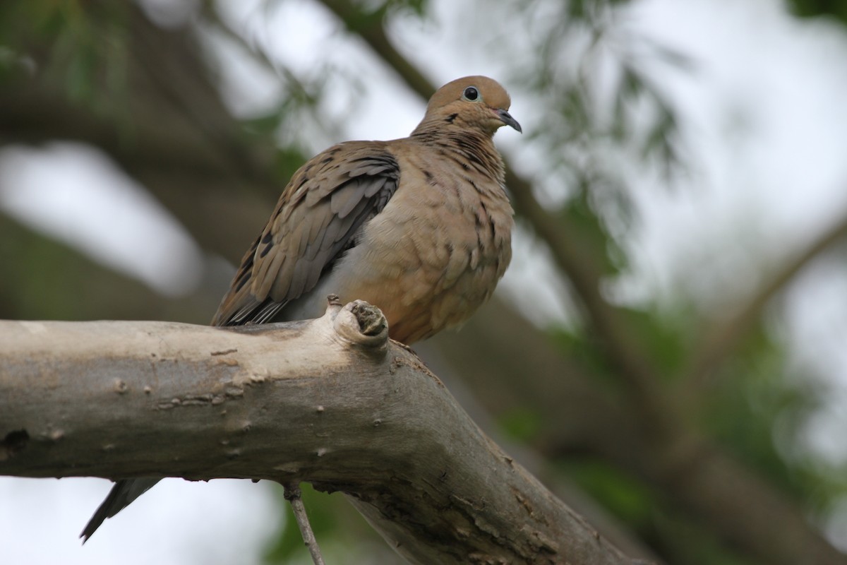 Mourning Dove - ML644341696