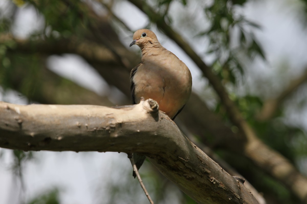 Mourning Dove - ML644341697