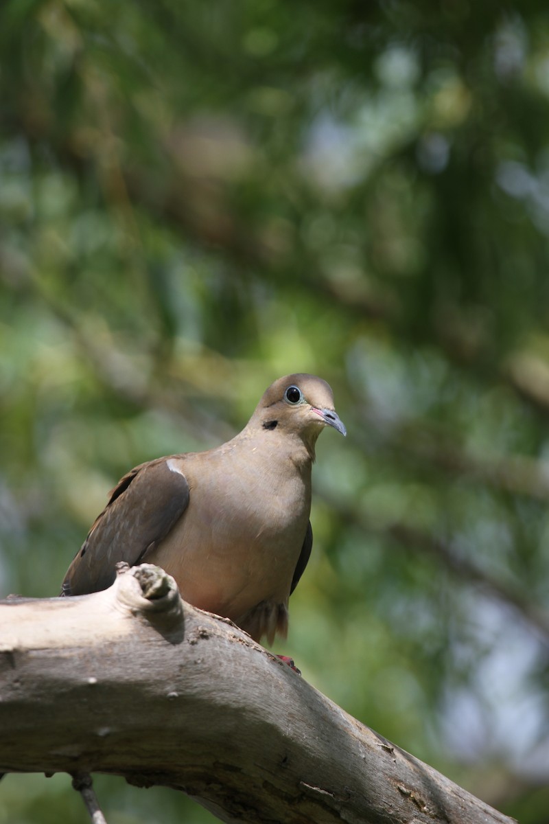 Mourning Dove - ML644341698