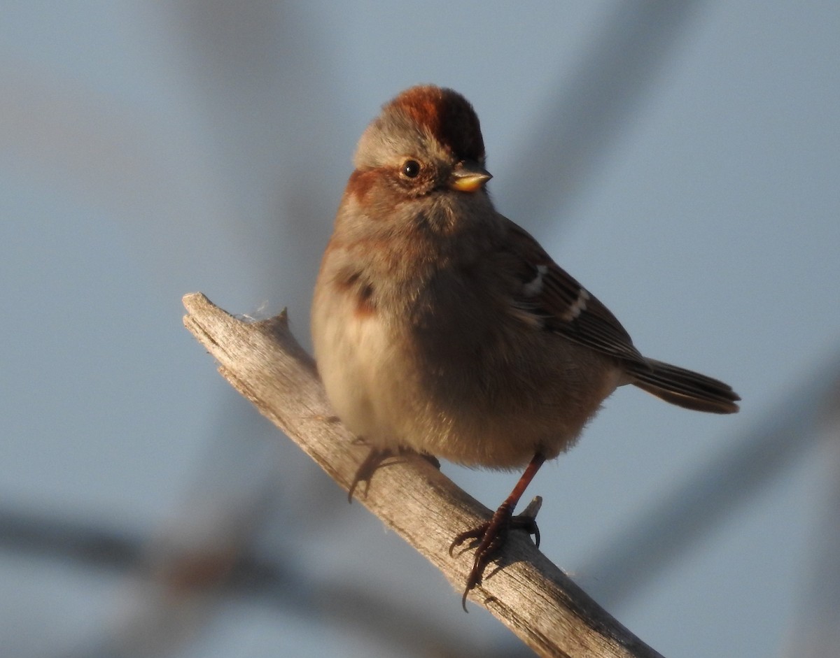 American Tree Sparrow - ML644341700