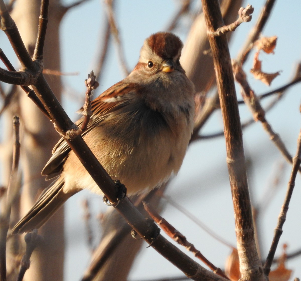 American Tree Sparrow - ML644341701