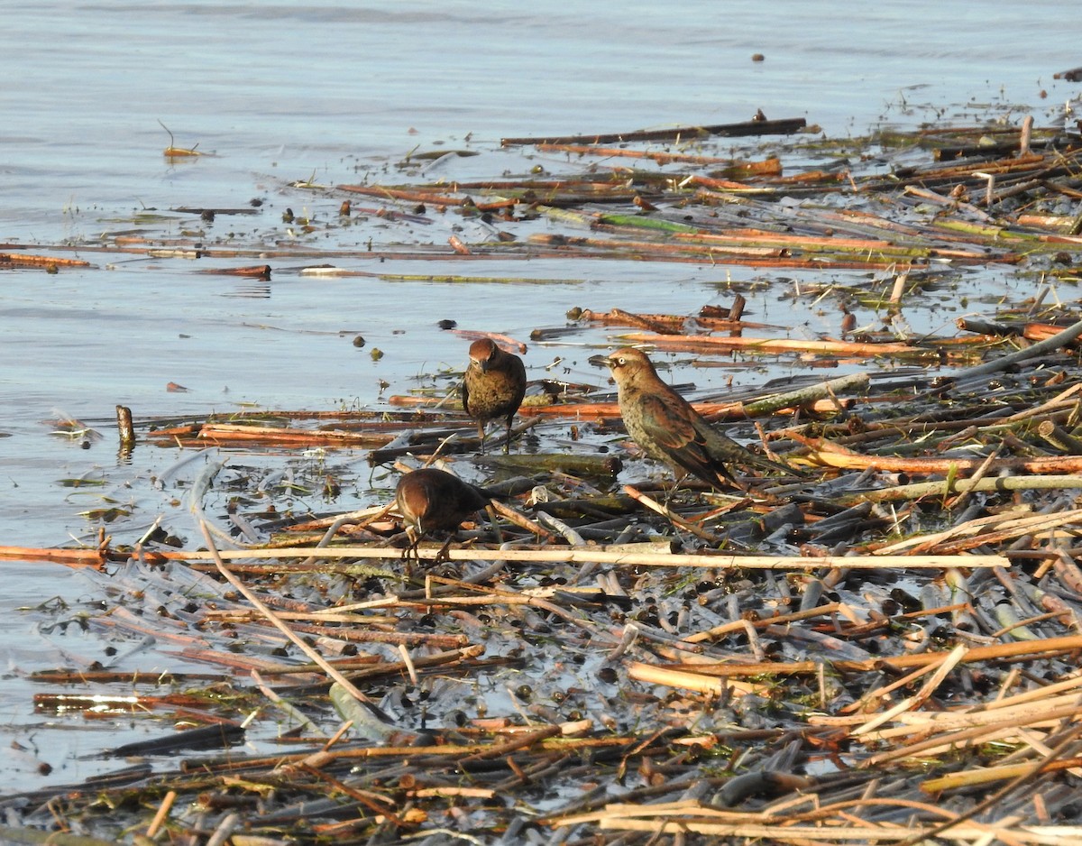 Rusty Blackbird - ML644341711