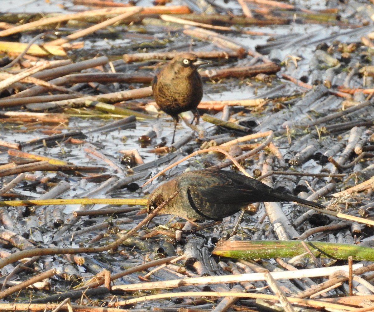 Rusty Blackbird - ML644341712