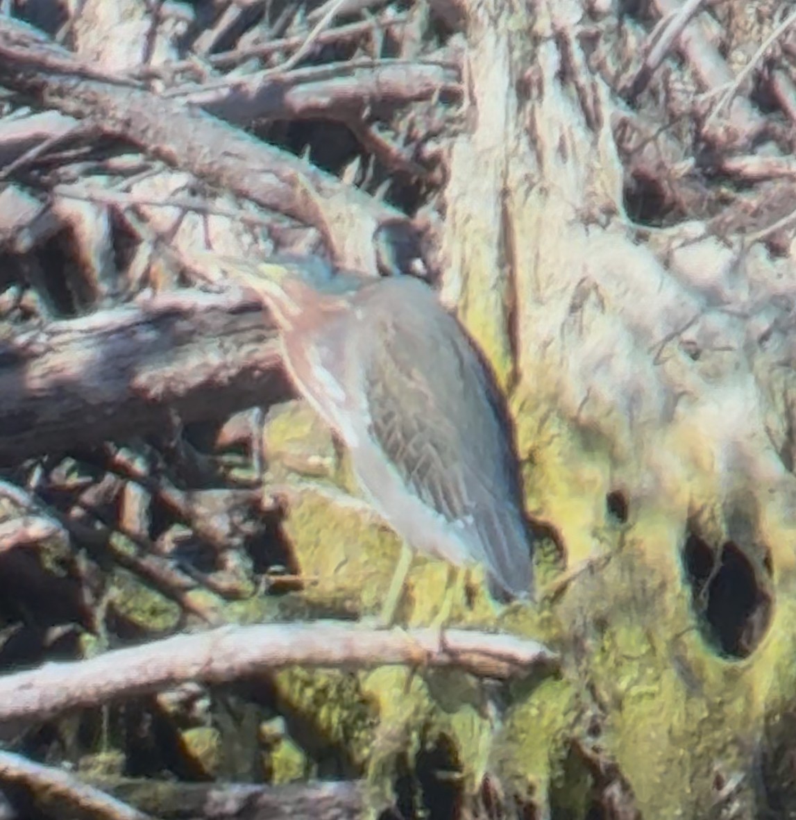Green Heron - ML644341713