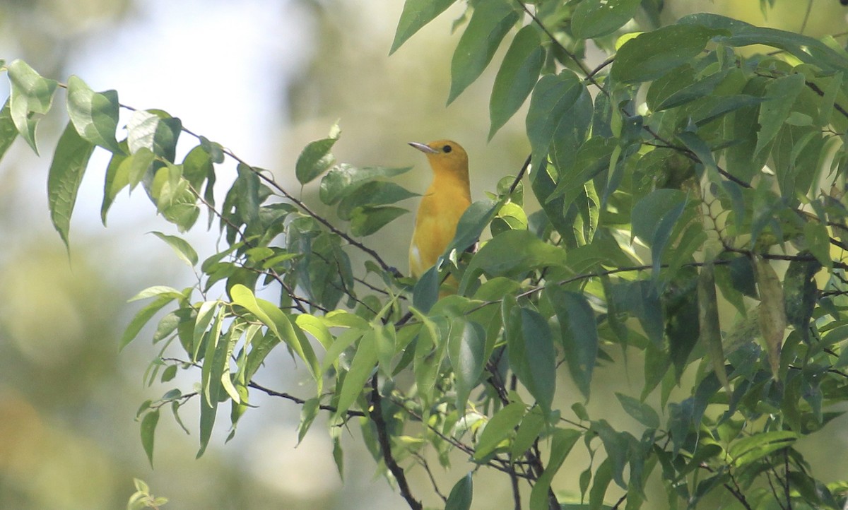 Prothonotary Warbler - ML644341733