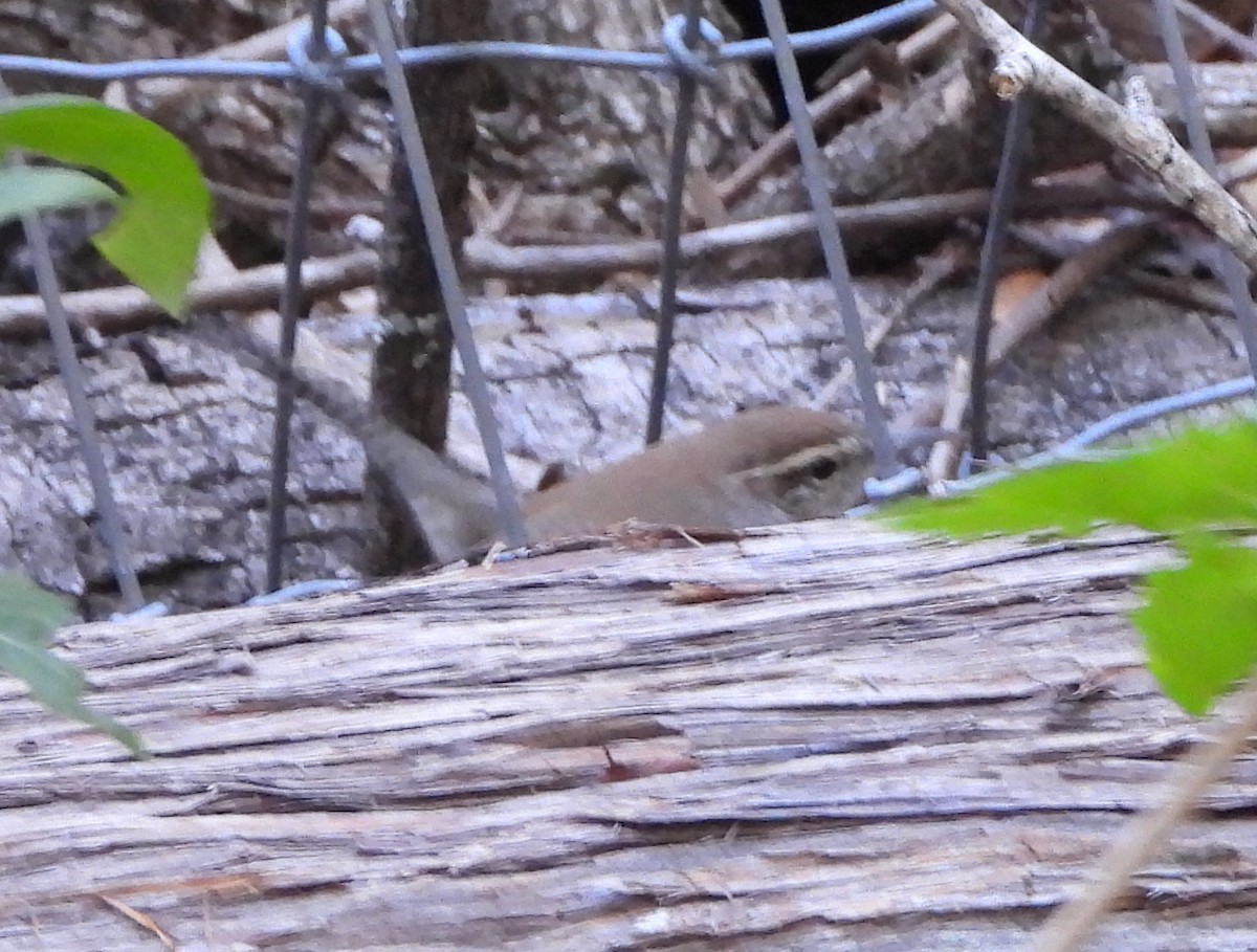 Bewick's Wren - ML644341740