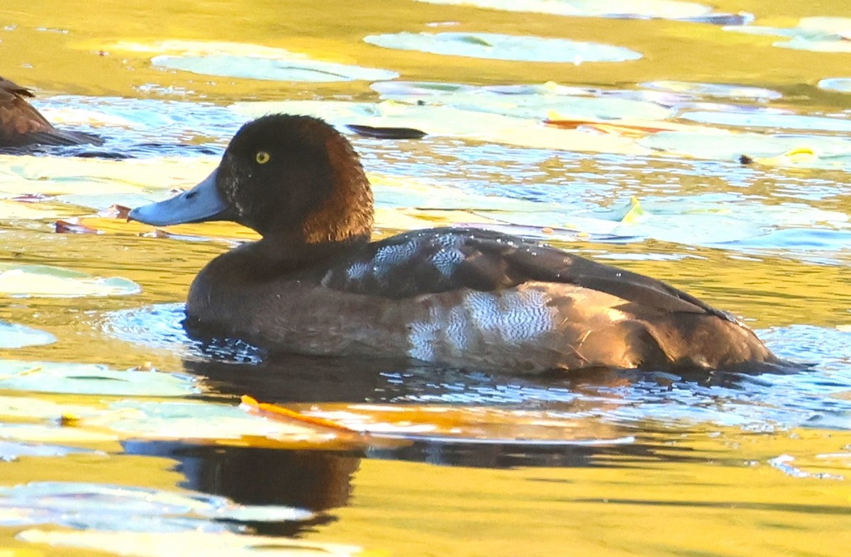 Bergente - ML644341741