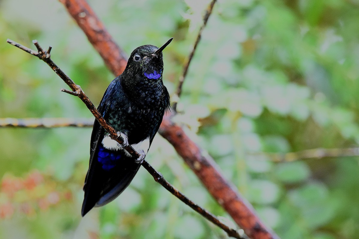 Black-breasted Puffleg - ML644341768