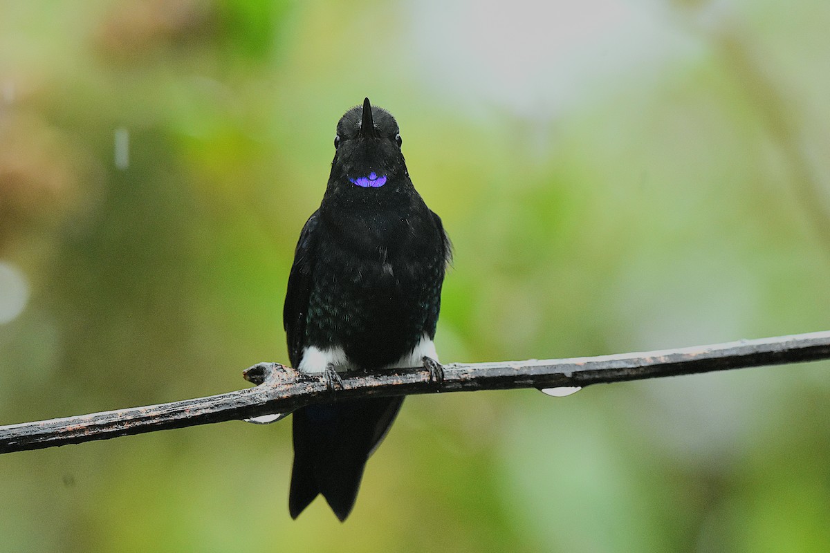 Black-breasted Puffleg - ML644341769