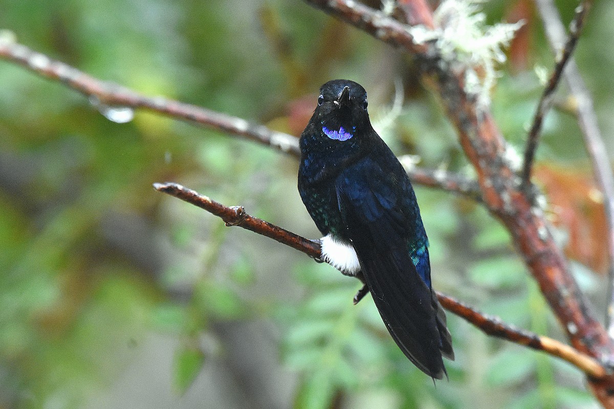 Black-breasted Puffleg - ML644341770