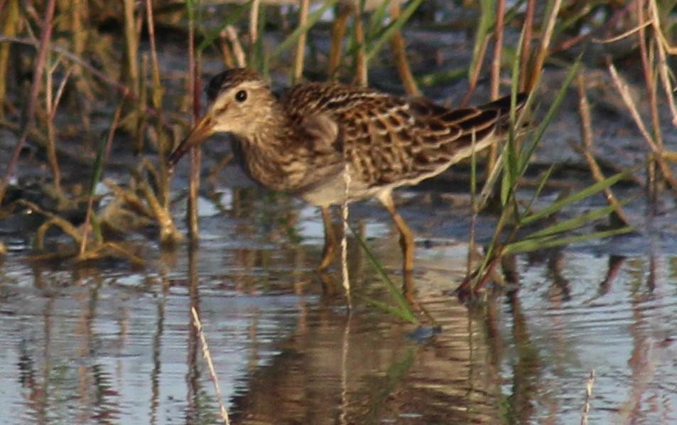 Pectoral Sandpiper - ML644341771