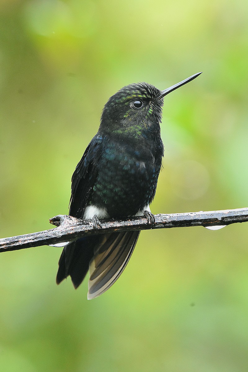 Black-breasted Puffleg - ML644341772