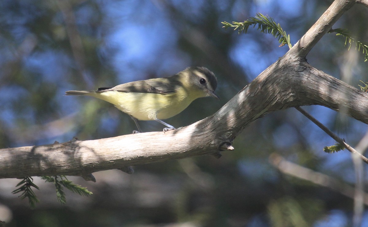 Philadelphia Vireo - ML644341778