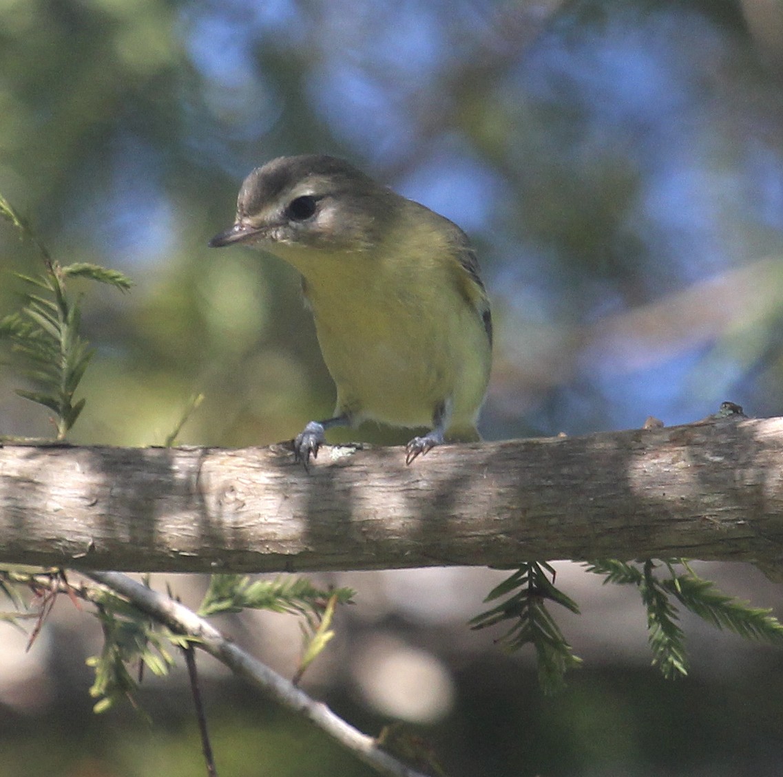 Philadelphia Vireo - ML644341779