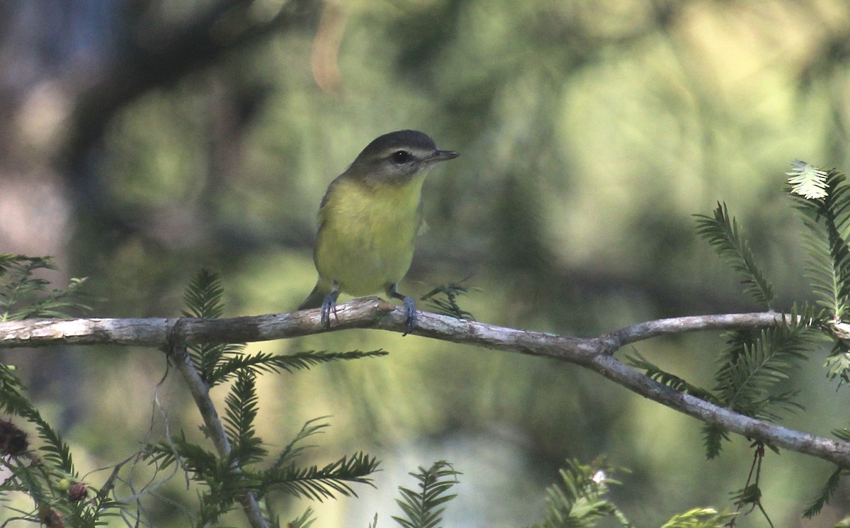 Philadelphia Vireo - ML644341780