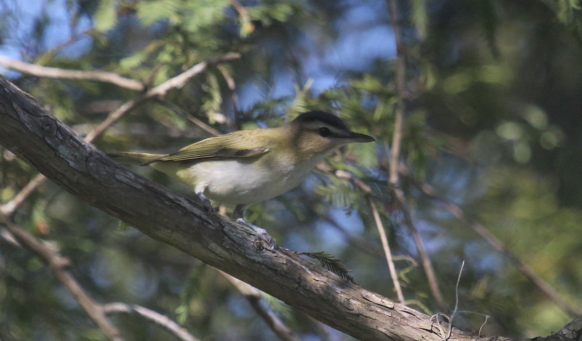 Red-eyed Vireo - ML644341789