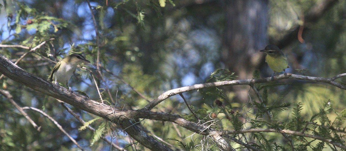 Red-eyed Vireo - ML644341790