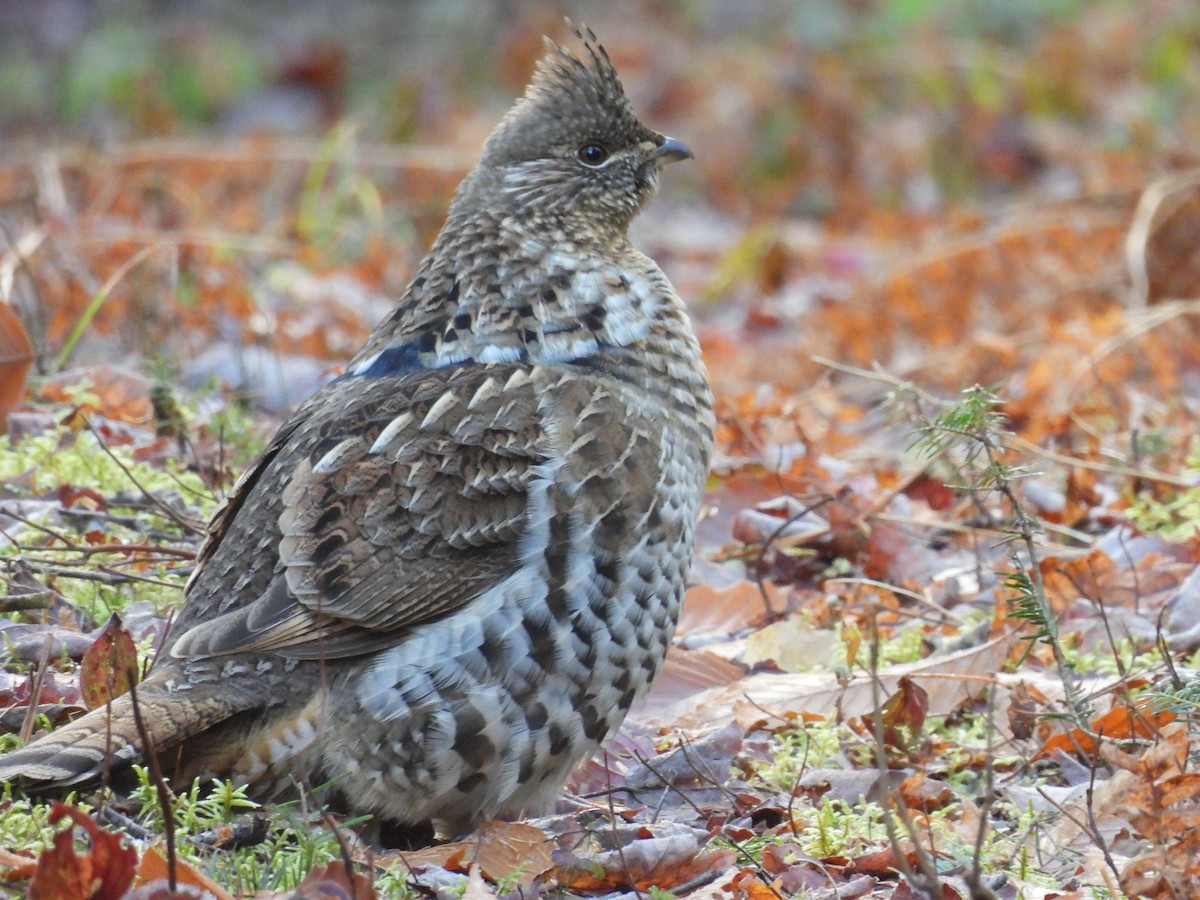 Воротничковый рябчик - ML644341798