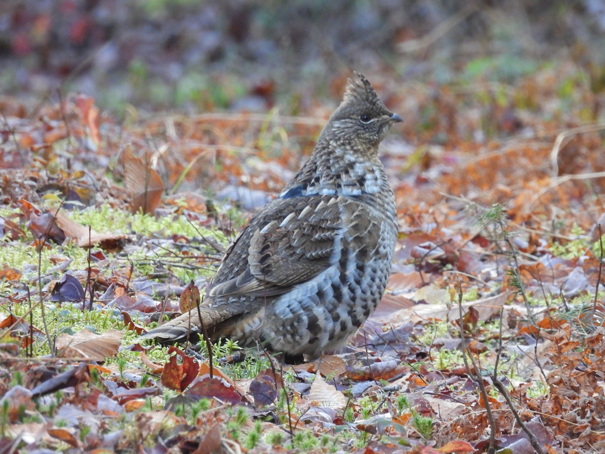 Воротничковый рябчик - ML644341799