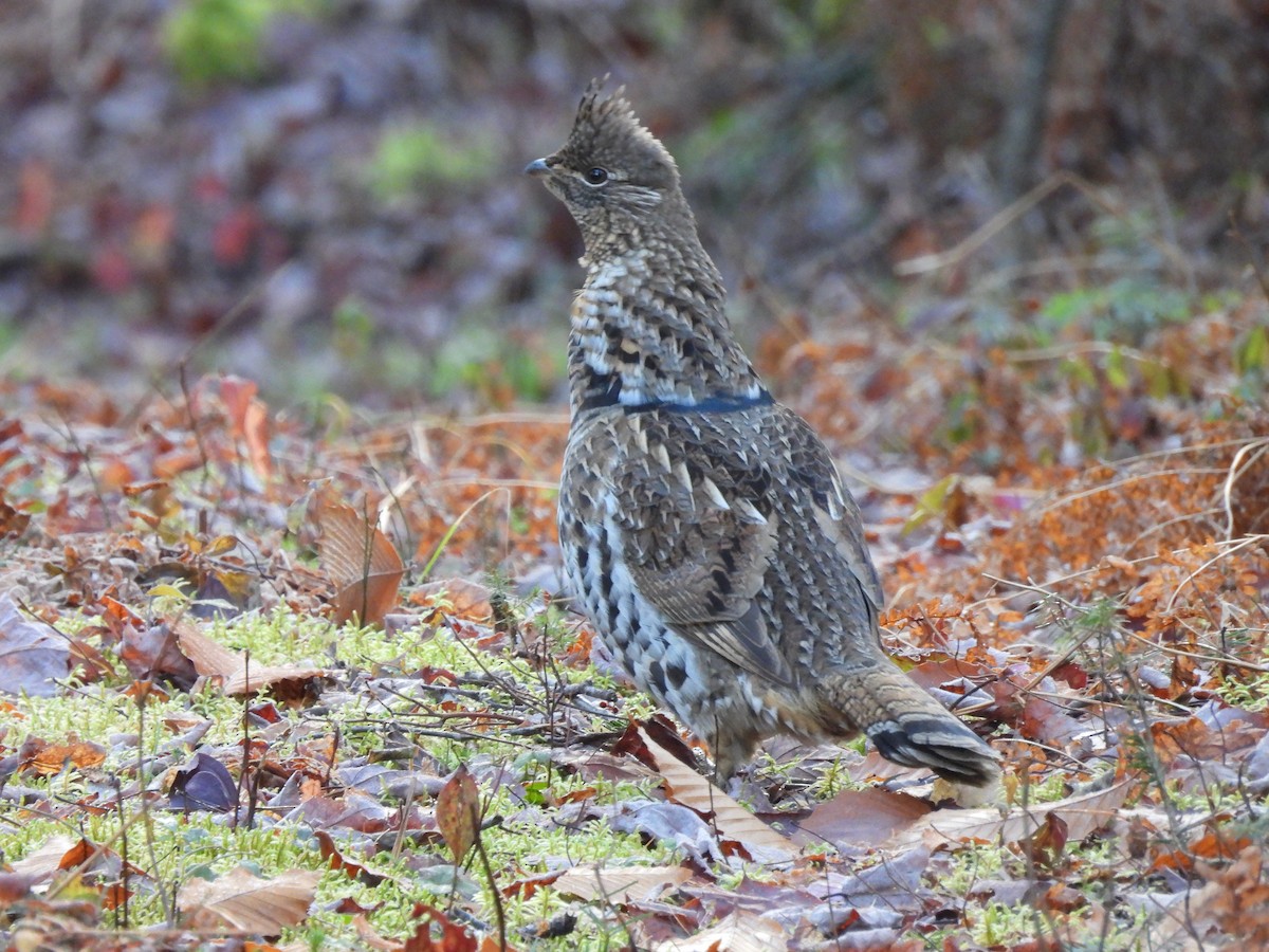 Воротничковый рябчик - ML644341800