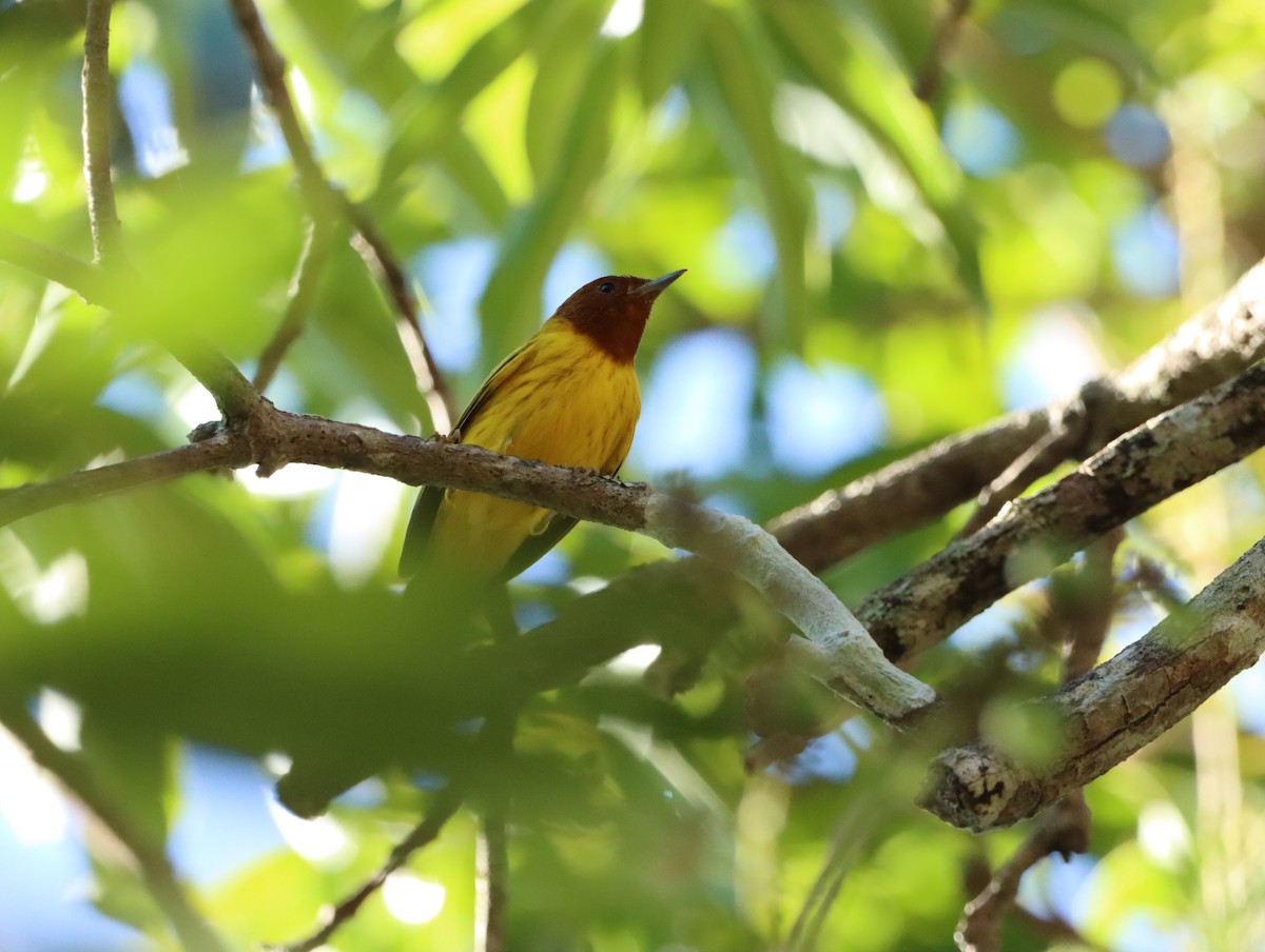 Mangrove Yellow Warbler (Mexican) - ML644341802