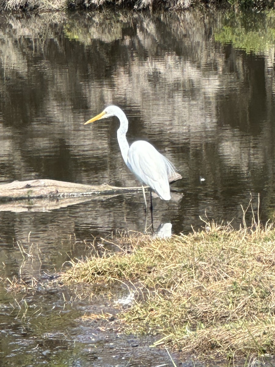 Great Egret - ML644341803