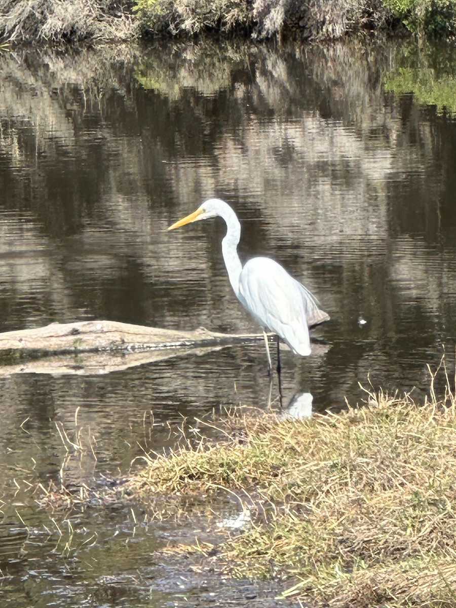 Great Egret - ML644341804