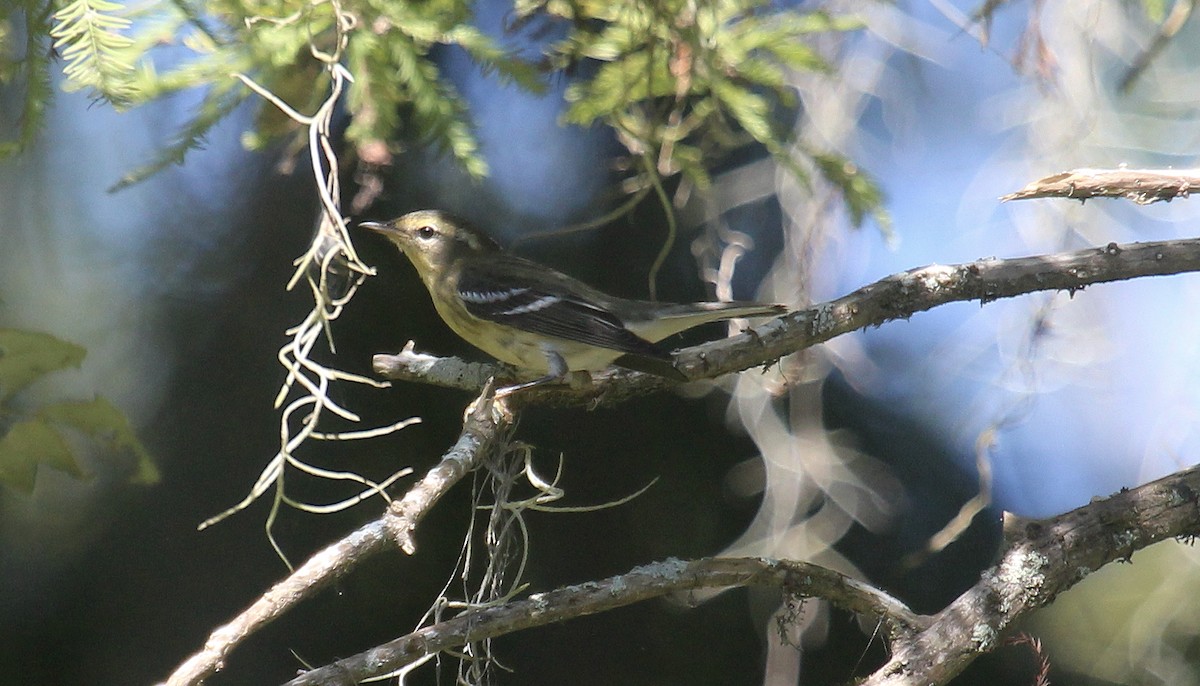 Blackburnian Warbler - ML644341809