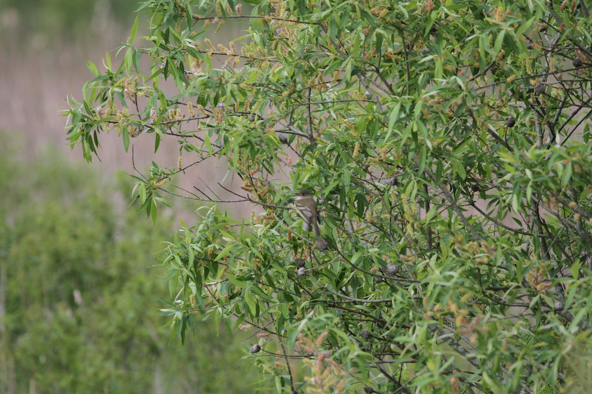 Піві-малюк вербовий - ML644341814