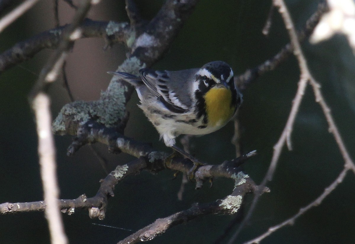 Yellow-throated Warbler - ML644341816