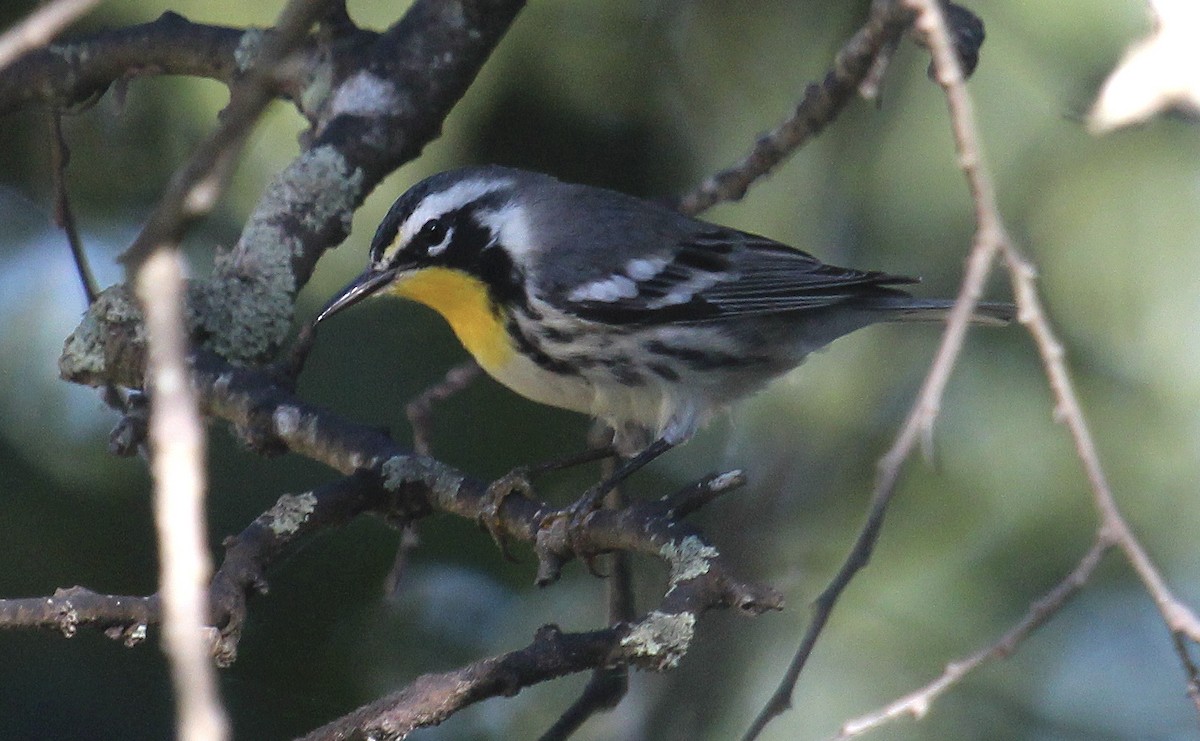 Yellow-throated Warbler - ML644341817