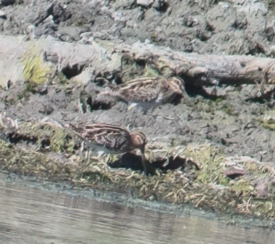 Wilson's Snipe - ML644341818